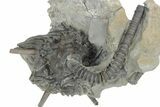 Fossil Crinoid (Dorycrinus) - Monroe County, Indiana #231973-1